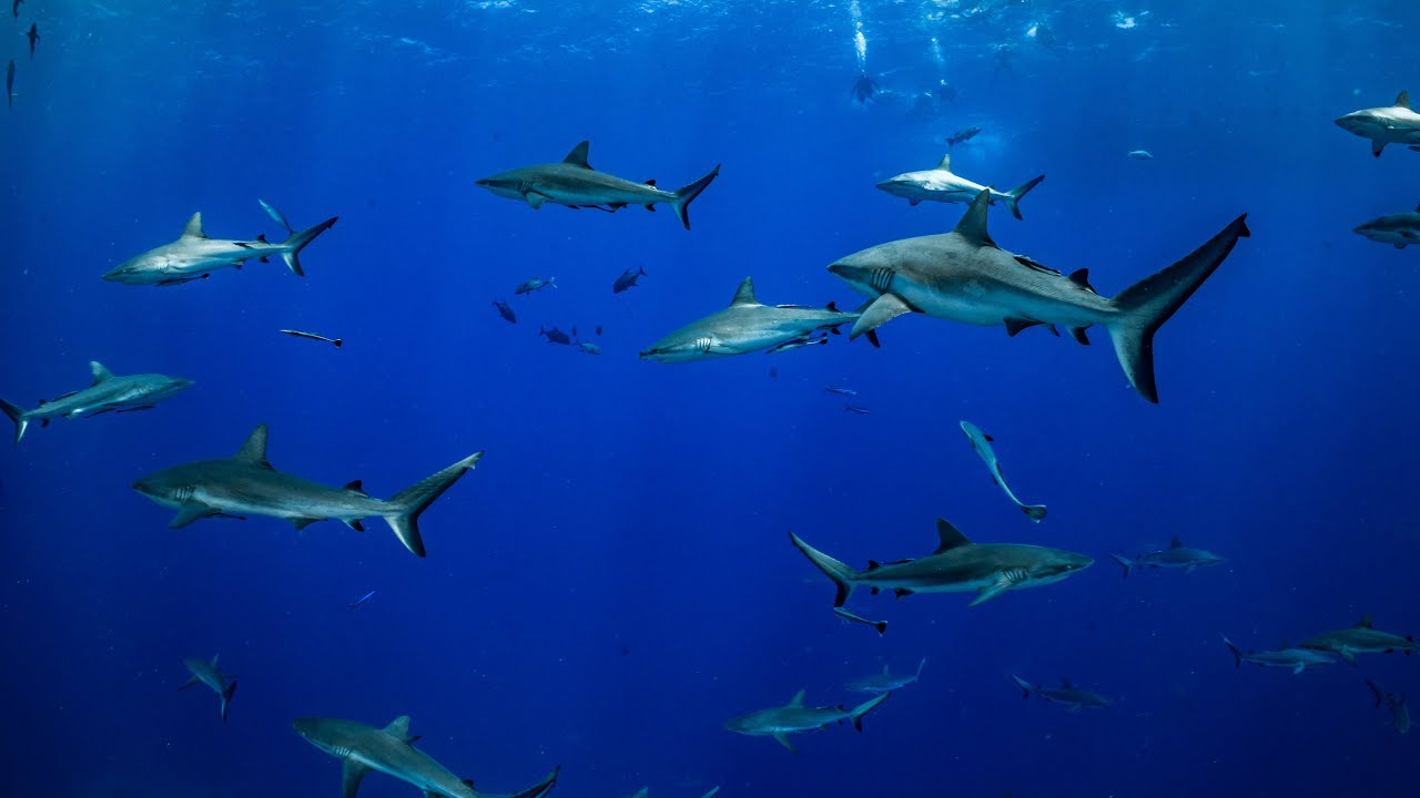 7 NIGHT CORAL SEA EXPLORATORY | 9-16 October 2025