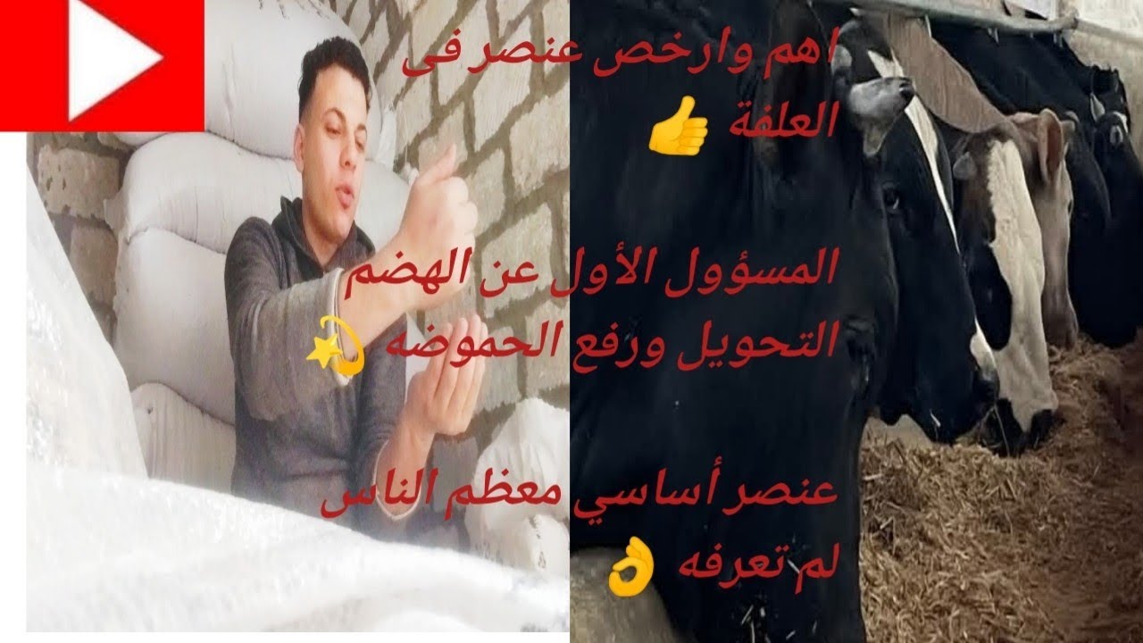 كيفية جعل العجول تكتسب الوزن بسرعة 