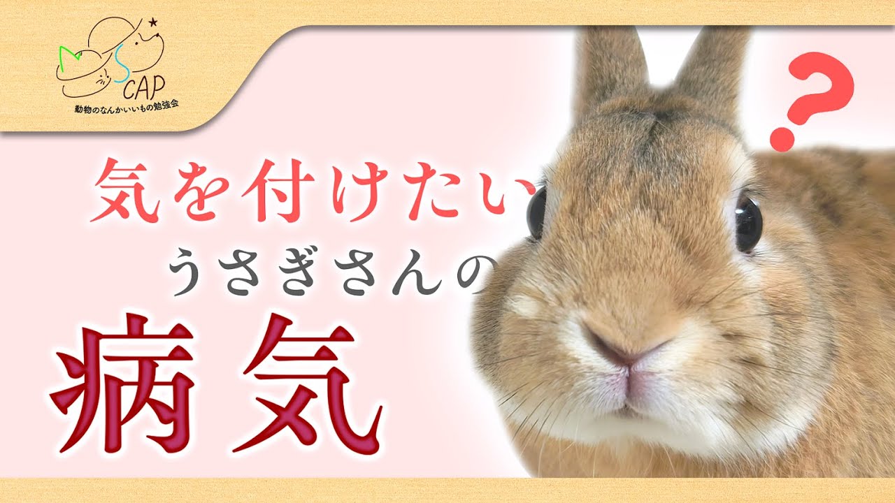 【ウサギさんあるある】動物病院で相談されることの多い病気【小島動物病院アニマルウェルネスセンター】