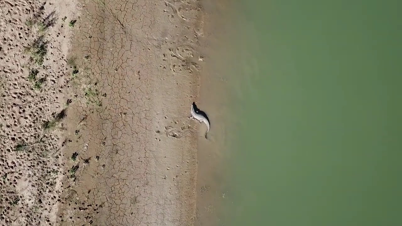 Telegraph Pools Fitzroy River Crocodile
