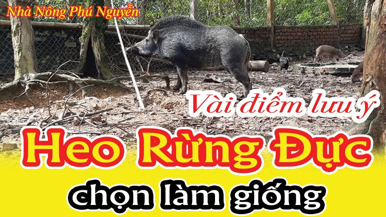 Lưu ý cần biết khi chọn heo rừng đực làm giống ? Mọi người xem tham khảo nhé ! | Nhà Nông Phú Nguyễn