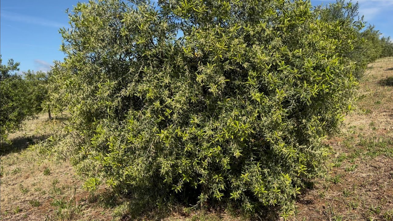 Inizio Fioritura 🌼 - Passeggiata in Oliveto 🌳 e Inizio Irrigazione 💦 - 22 maggio 2025