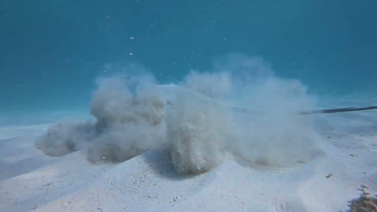Chupare Stingray