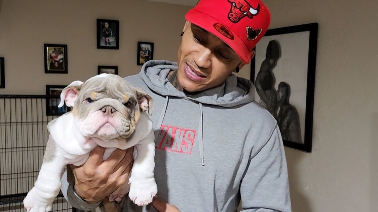 Fabulous Bulldogs Next Top Stud! 🔥
