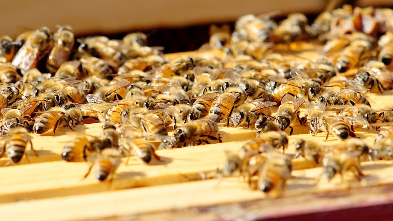 Beekeeping For Beginners