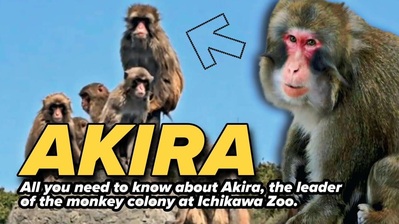 The Truth About Akira: Why He&rsquo;s the Ultimate Alpha Male At Monkey Mountain Ichikawa City Zoo!!