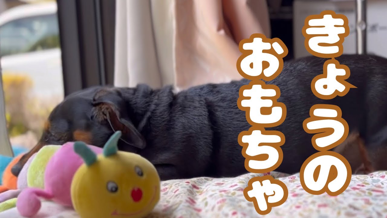 【vlog56】外に向かっておもちゃアピールする姿|うちのわんこがかわいい！