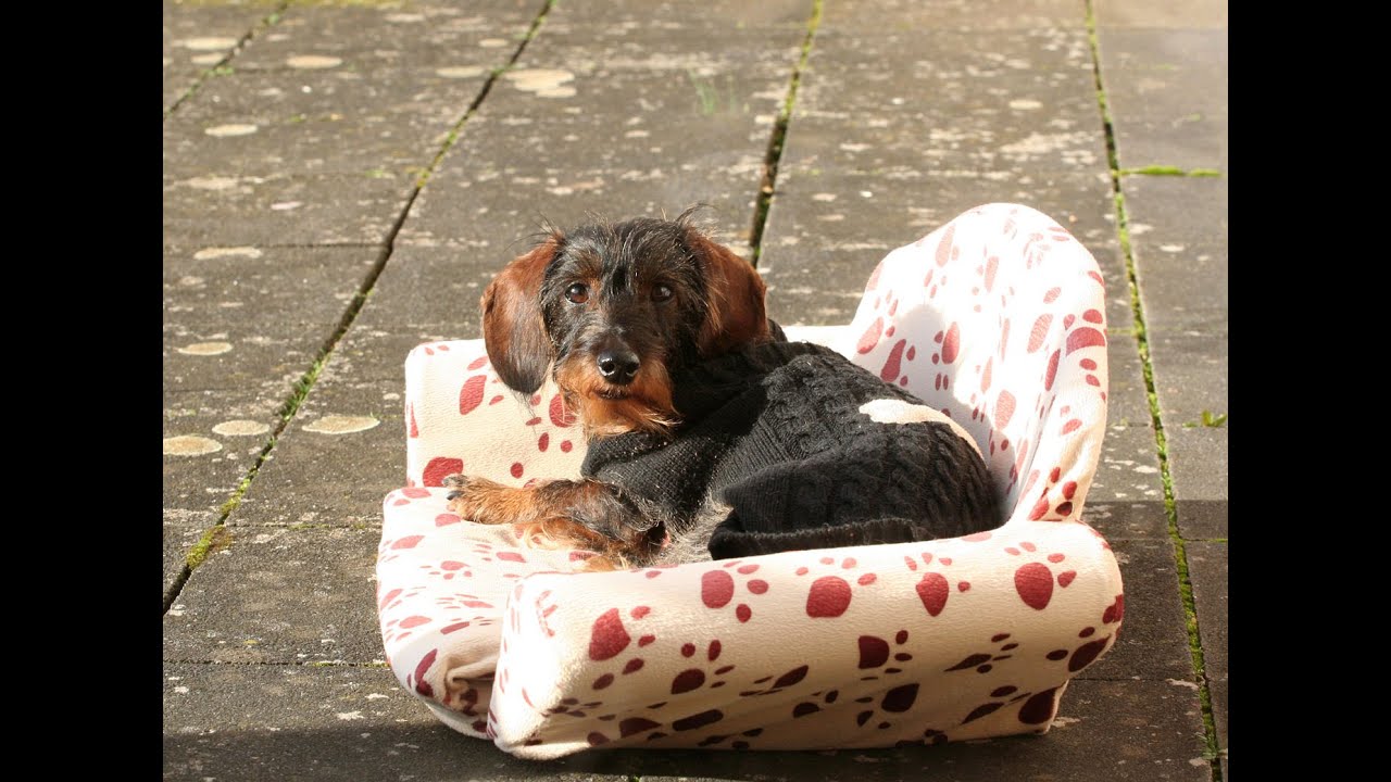 Livvy wird 7 / Dachshund Livvy's 7th Birthday