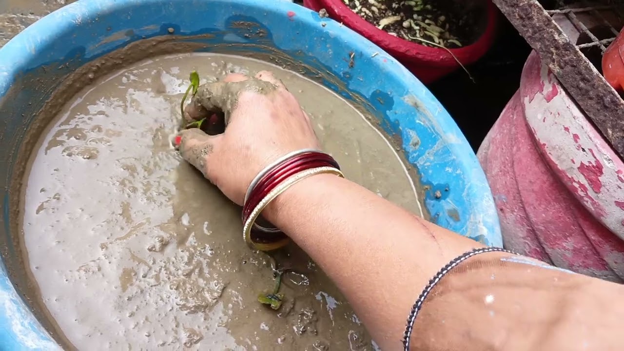 How to repot water lily ll water lily ki repoting kaise karen ll