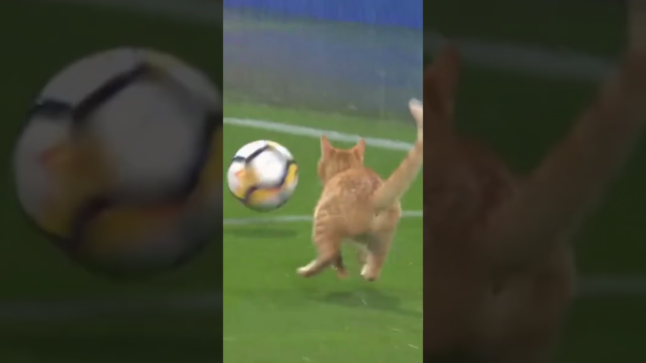 😼⚽ Best Defender of the Match: A Cat 😼⚽ Когда кот – лучший защитник матча