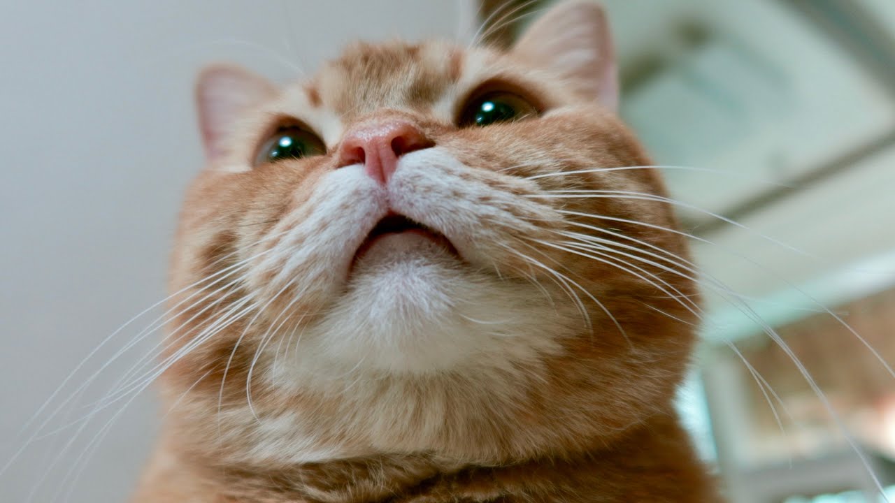 고양이가 집사를 사랑하면 생기는 일 🐈❤️ㅣ 고양이 집사 일상 VLOG