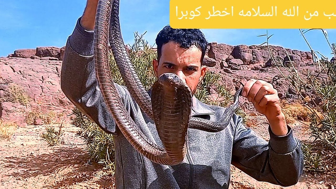 ياربي السلامه اصغر عيساويه يمسك اخطر كوبرا في افريقيا