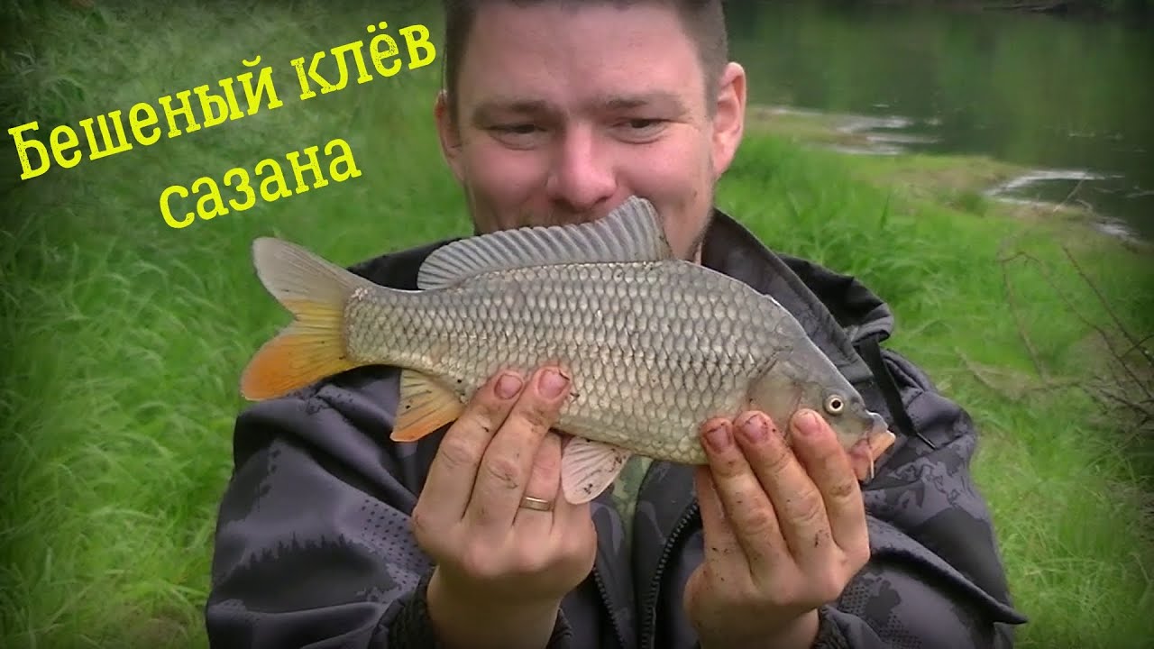 Рыбалка на сазана 2021 | Река Сура | Бешеный клёв.