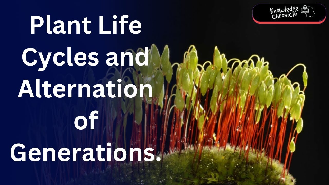 The Life Cycle of Plants: Alternation of Generations