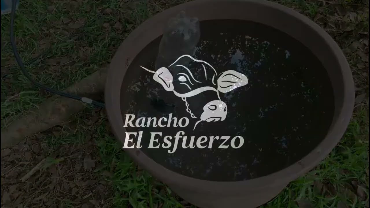 ¿como instalar un bebedero para vacas?