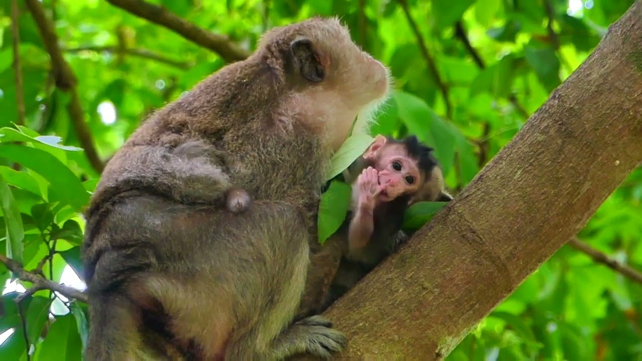 Big child Mabel is jealous of little Baby monkey newborn she hugs mama with a baby newborn so funny