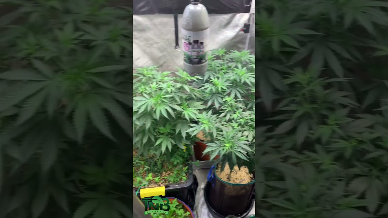 mythicalgrower - Everything is looking amazing couldn&rsquo;t be happier where things are! #organic #tnb