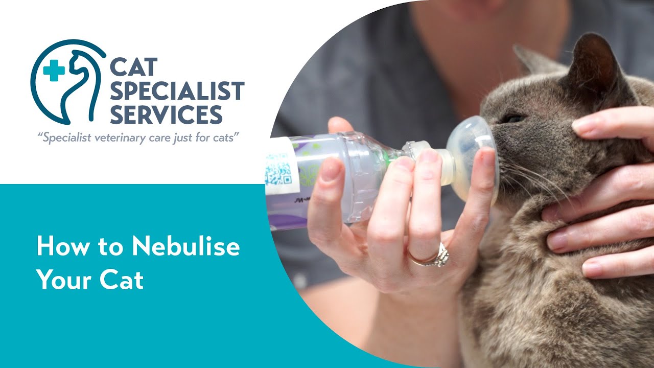 How to Nebulise Your Cat at Home