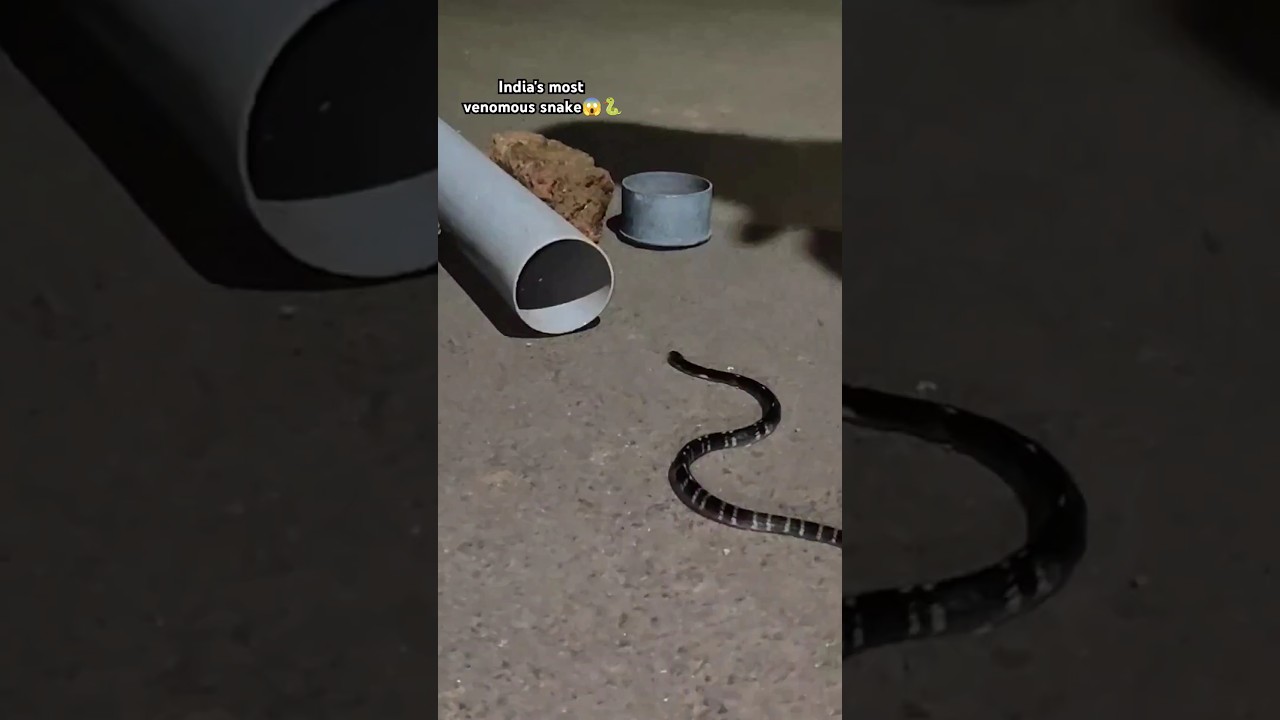 India's most venomous snake rescue 😱🐍 Common Krait (venomous)