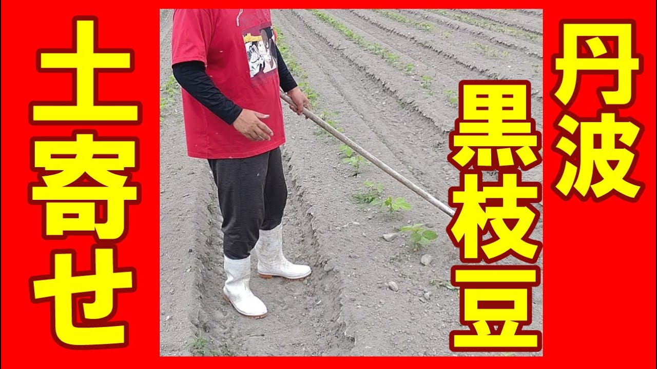 黒枝豆の土寄せ方法　丹波黒枝豆の育て方で大切な土寄せ作業。丹波の農業ユーチューバーが手で行う土寄せと管理機での枝豆の土寄せのやり方をご紹介