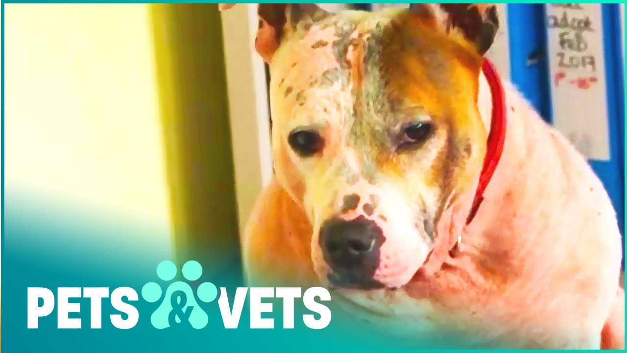 Staffy With Skin Condition Rescued From Violent Owner | Dog Rescuers | Pets & Vets