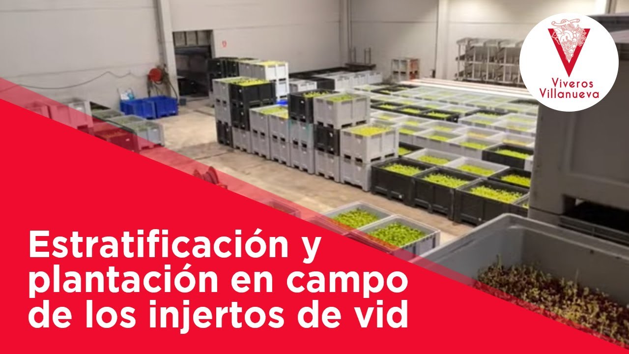 Estratificaci&oacute;n y plantaci&oacute;n en campo de los injertos de vid