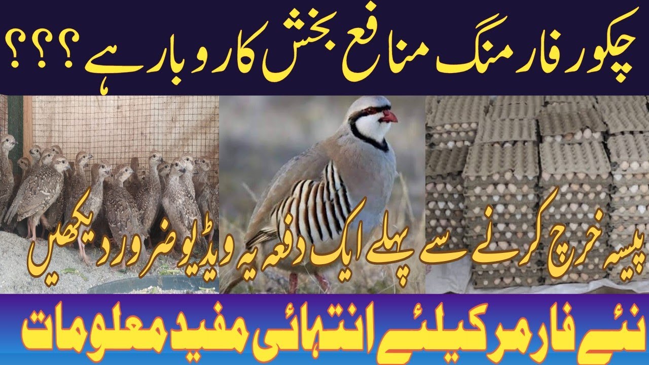 Chakor Farming in Pakistan | Complete Chakor Farming Guide | Layyah Birds paradise