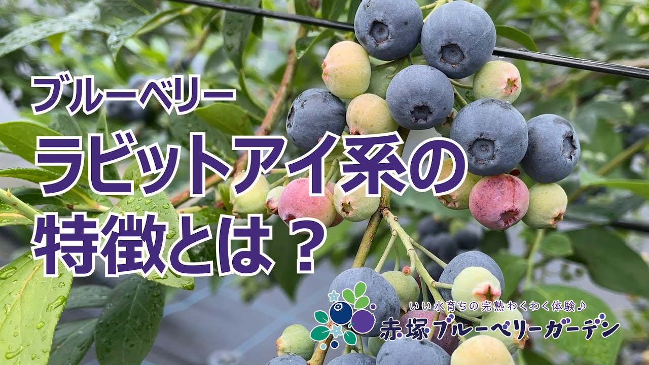 vol.94 ブルーベリーガーデンのご案内 ラビットアイ系の特徴のご紹介