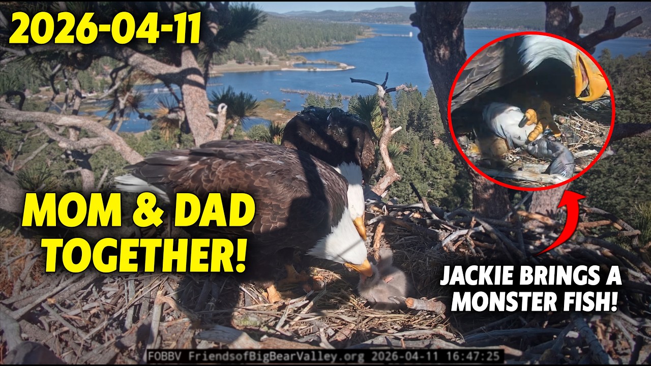 A Perfect Family Moment! Jackie & Shadow Feed the Chicks TOGETHER 🦅❤️🦅