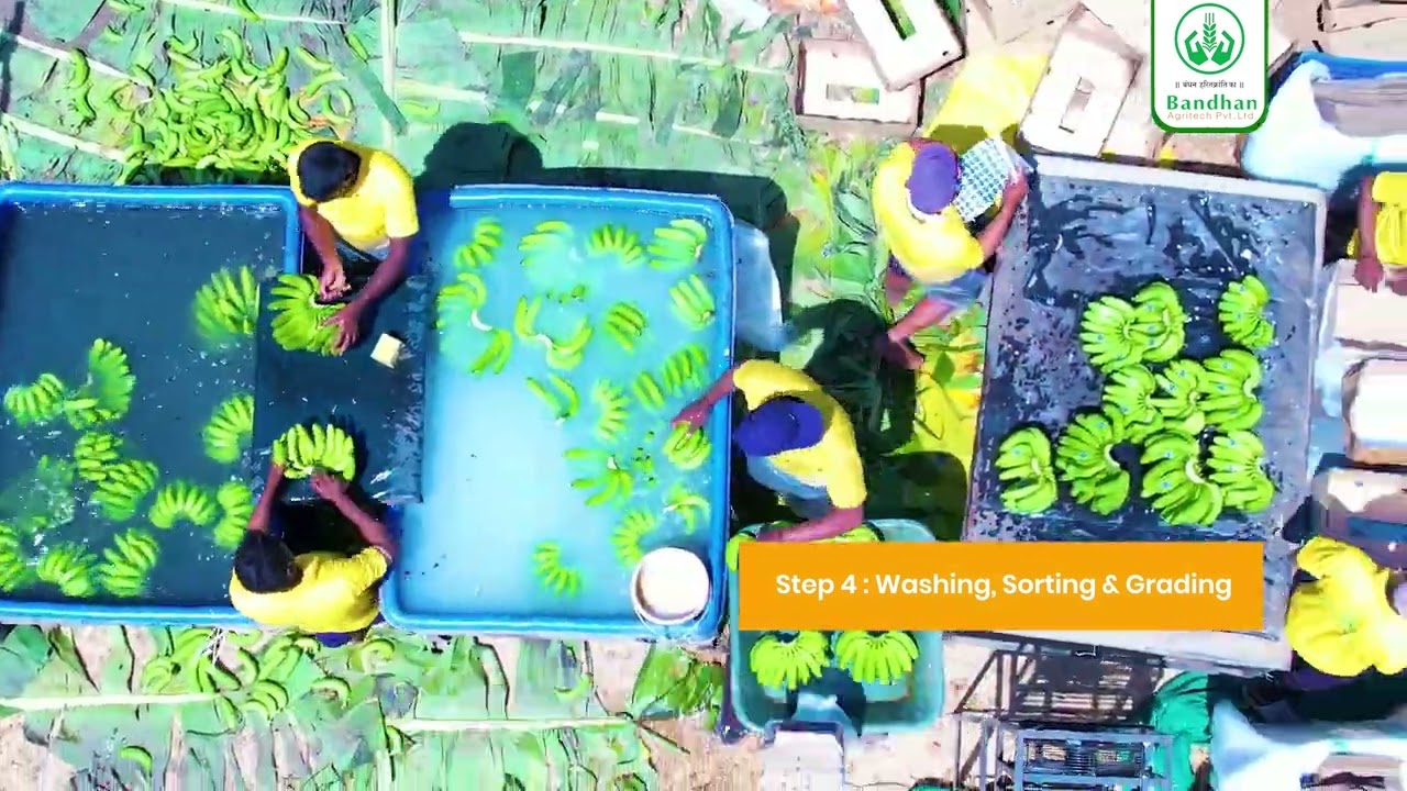 How Bandhan Agritech Delivers Premium Bananas Worldwide | Farm to Export.