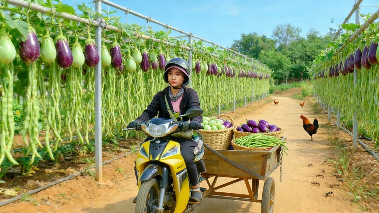 Harvest A Truckload OfYardlong Beans,  Eggplant To Sell At The Market – Care For Livestock And Plant