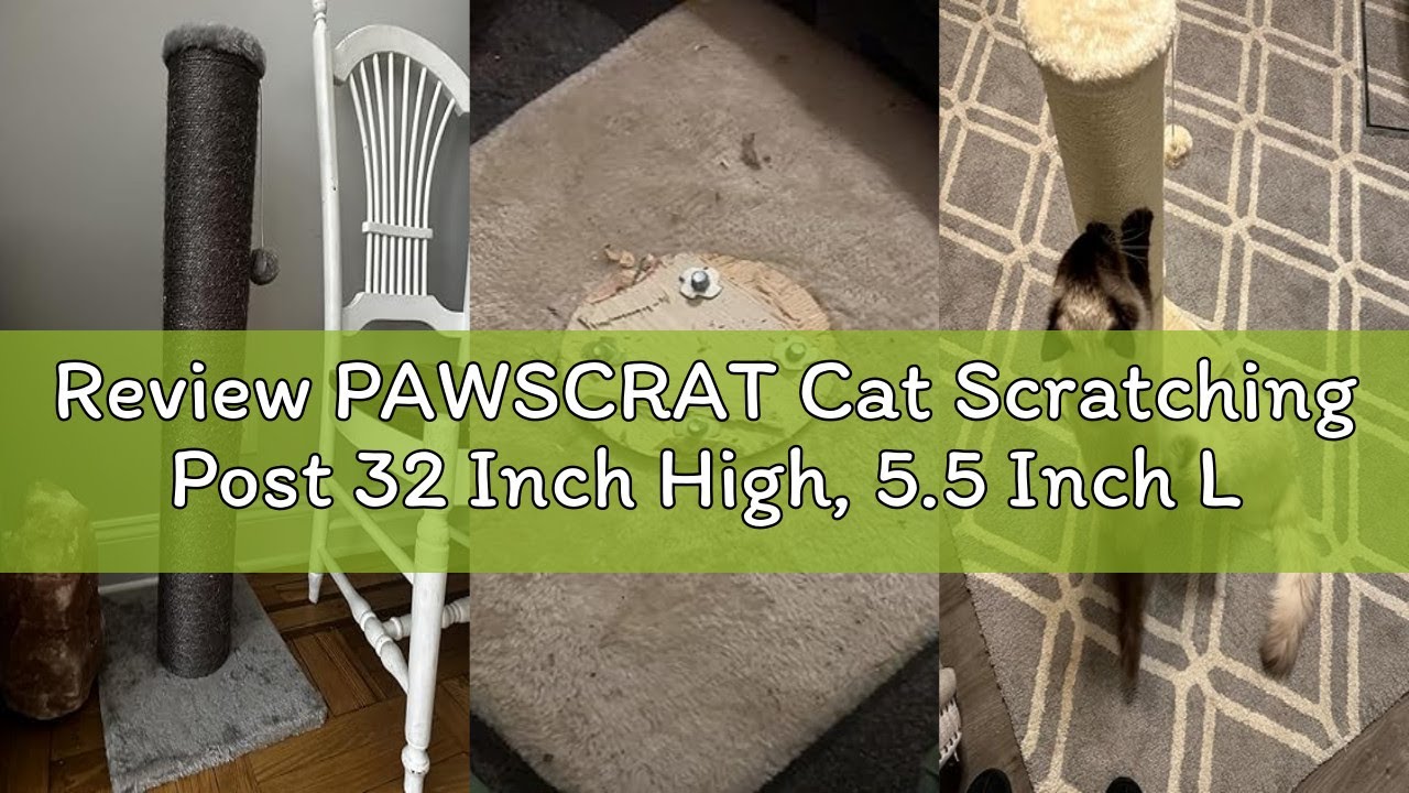 Review PAWSCRAT Cat Scratching Post 32 Inch High, 5.5 Inch Large Diameter Natural Sisal Cat Scratch