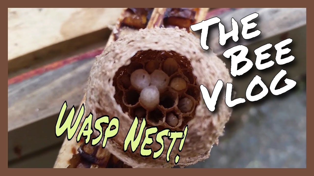 Wasp Nest In My Trap - Bee Vlog #172 - May 18, 2016