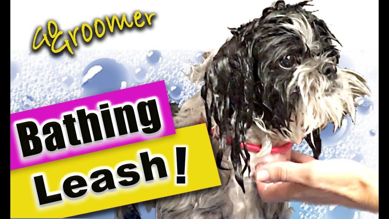 How to make a SAFE Dog Grooming Tub Leash at Home