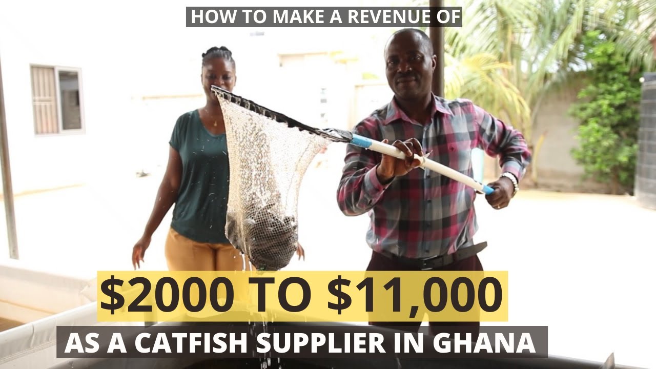 How to make a revenue of $2000 to $11,000 as a Catfish supplier in Ghana