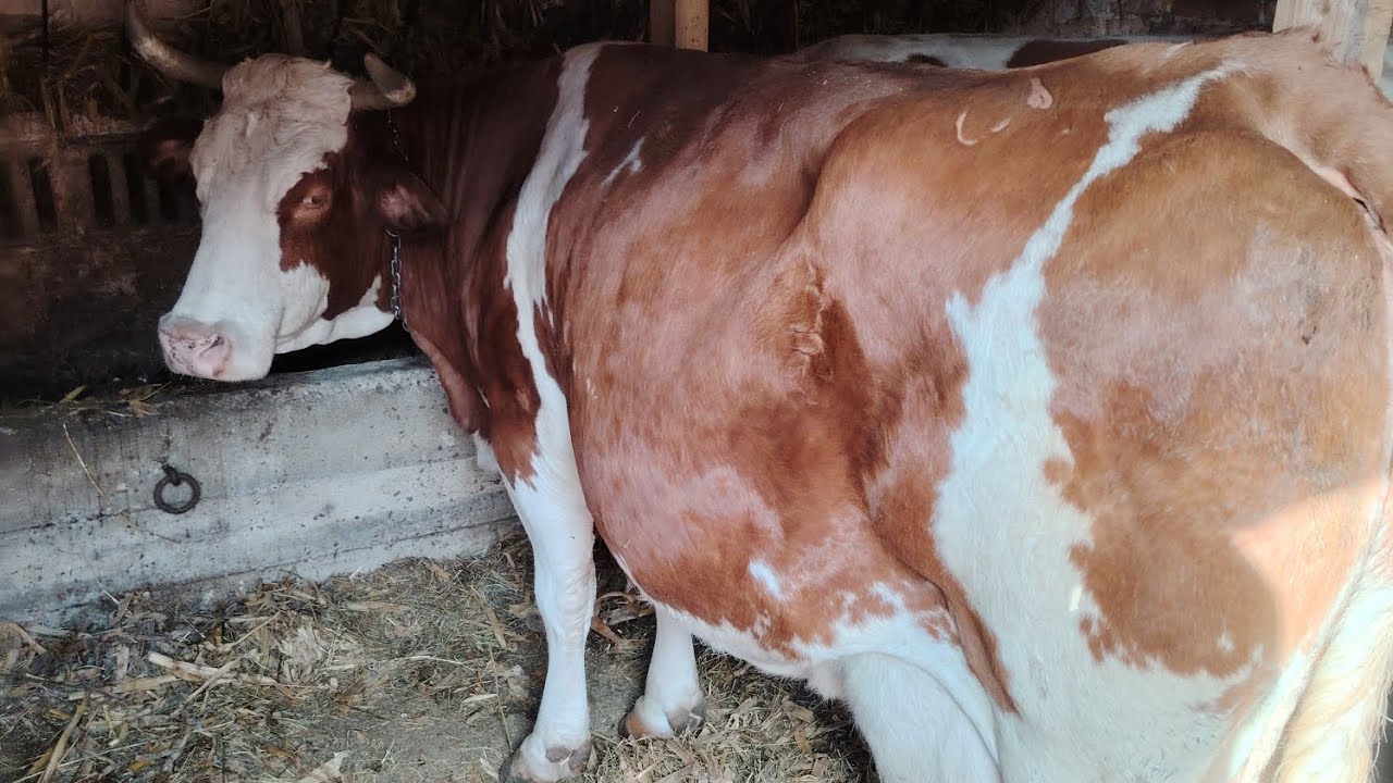 Vacile - noutăți -  vlog de la unchiu 🐮 🐷 🔆 #cătălinandtheanimals #animals #farmanimalct #funny 