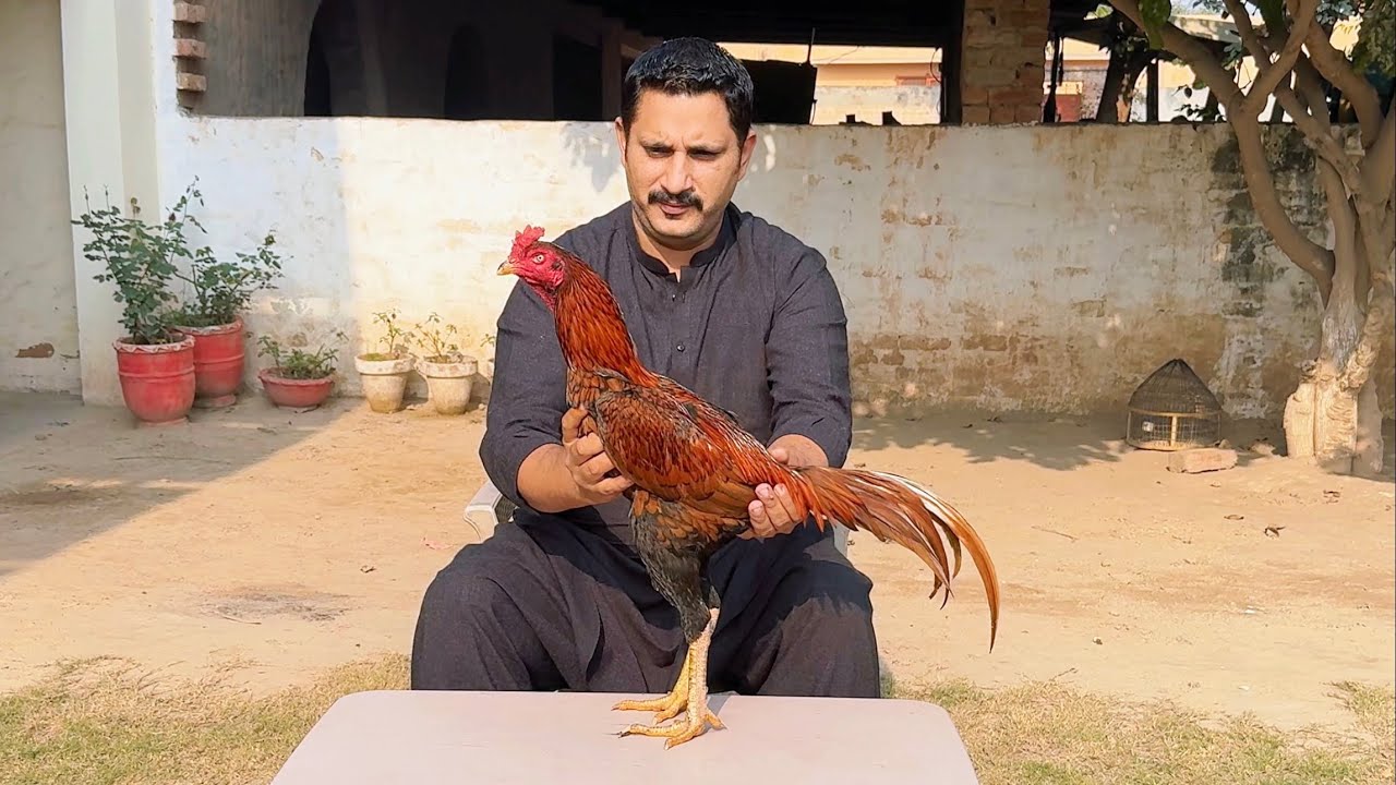 Kamalia aseel murghy by Nadeem shah aseel