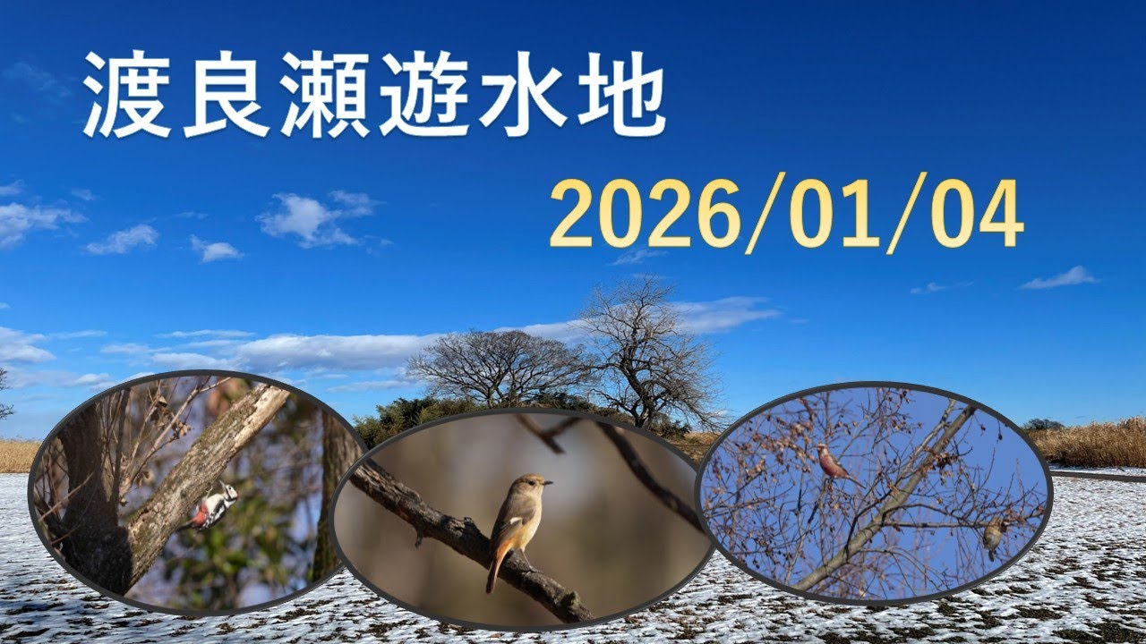 ２０２６年１月４日渡良瀬遊水地、探鳥撮影、＃ベニマシコ、アカゲラ、ジョウビタキ、キセキレイ、シメ、コゲラ、シジュウカラ、イノシシ、アオジ
