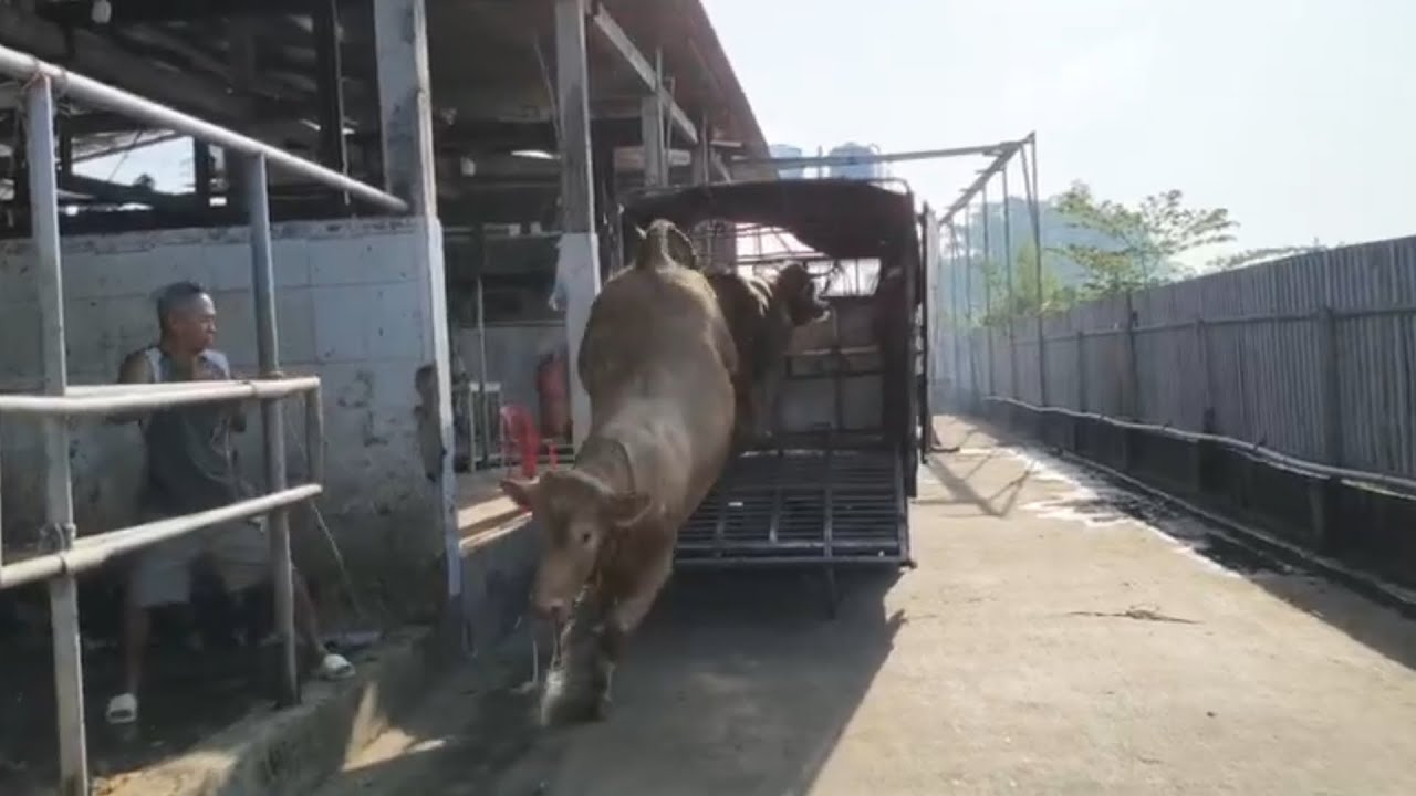 Bò tới chuồng phóng xuống xe
