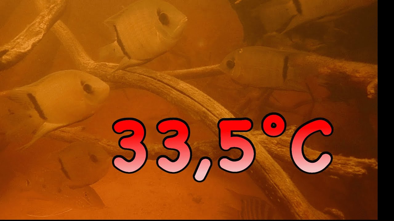 EXTREME Temperaturen am Atabapo - JBL Expedition Kolumbien 2022 - Teil 4