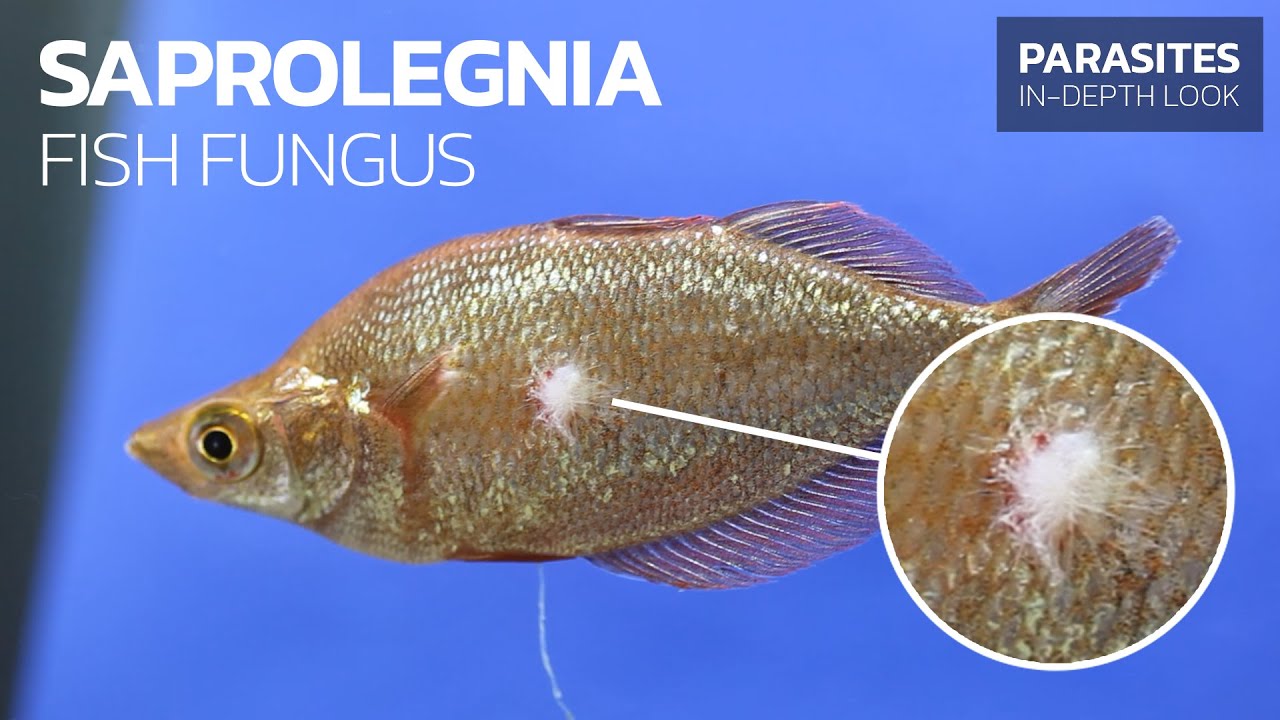 Recognizing & Treating Fish Fungus (Saprolegnia sp.)