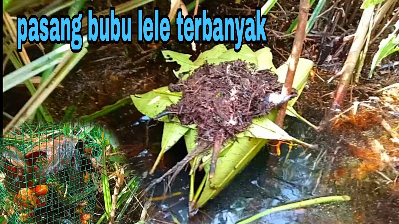 Panen lele di Kalimantan, ‼️ pasang bubu kawat ‼️strike bubu ful abisss...