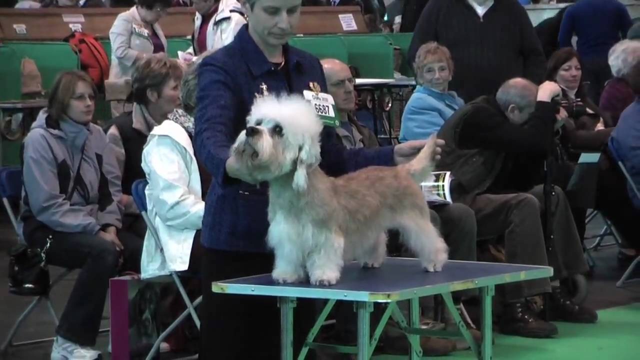 Dandie Dinmont Terriers at Crufts 2010 - Open Dog