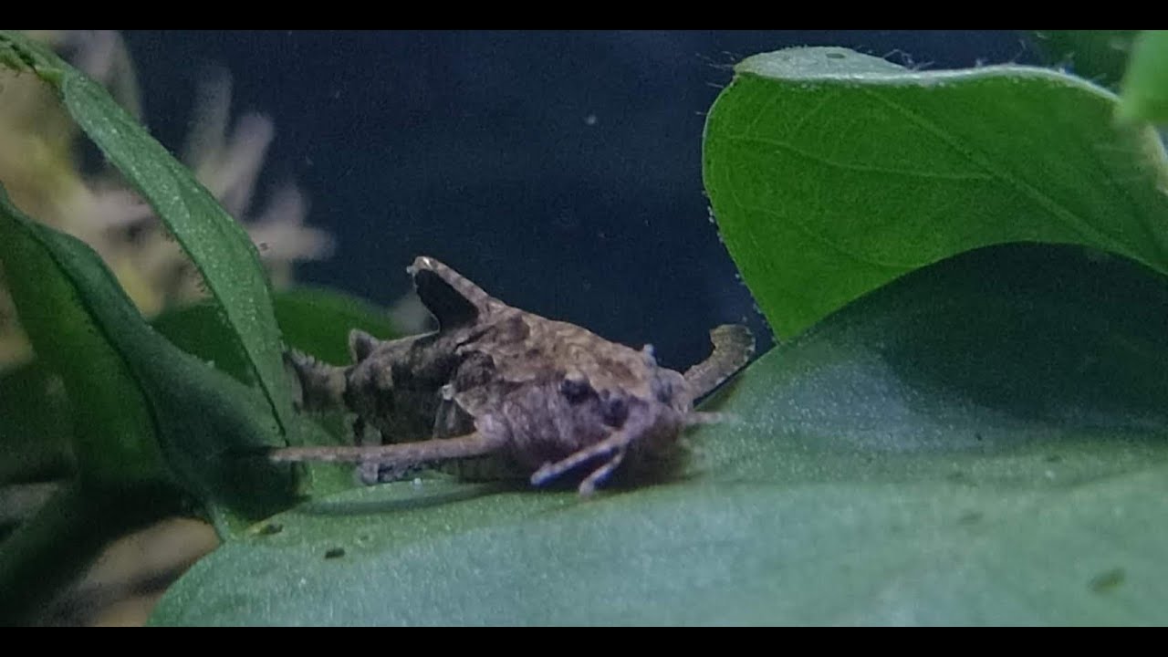 Asian Stone Catfish (Hara jerdoni) Species Showcase