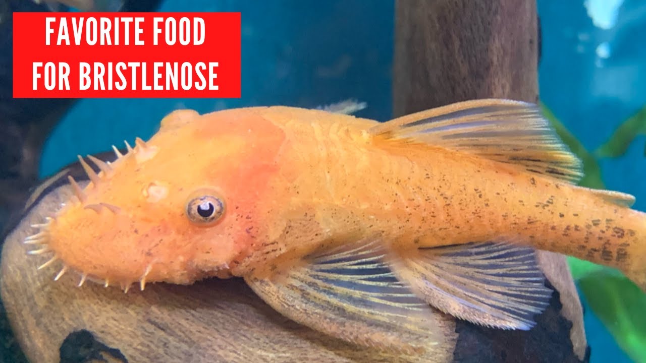 Bristlenose pleco feeding - Types of food
