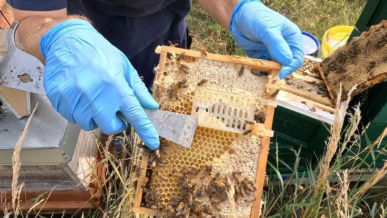 Königin käfigen zur Varroabehandlung - der Test in der MiniPlus. Vorführeffekt...