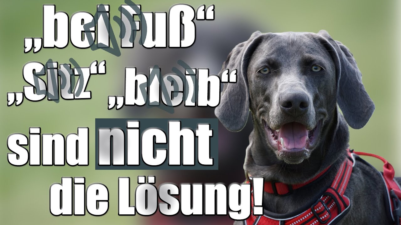 Hundeerziehung mit Kommandos hat Grenzen. - Hundetrainer Steve Kaye