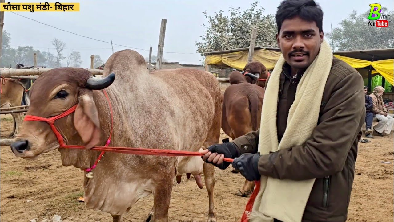 👌आज बिहार के चौसा मंडी में बेशकीमती देसी गाय देखने को मिली | Desi Cow for Sale | Cow Breed | Chausa