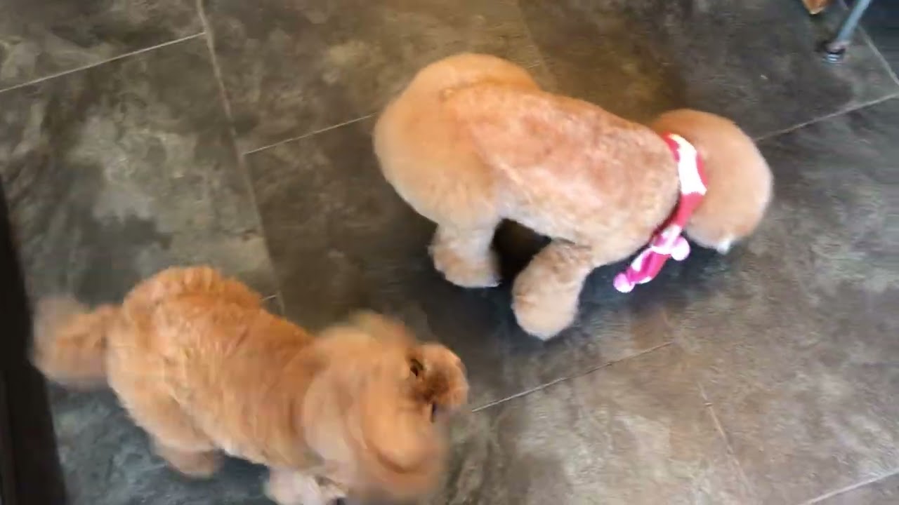 ミミィちゃんと遊ぶ♪