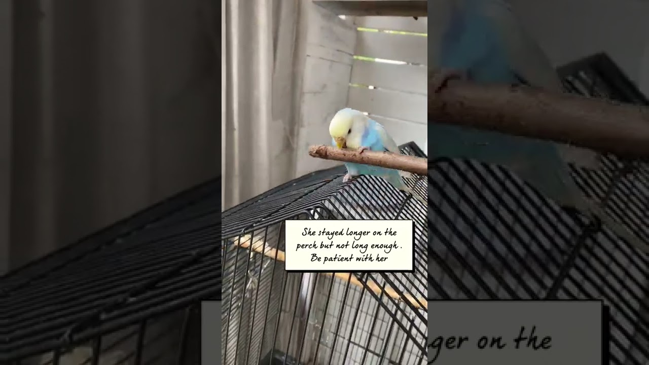 How to do perch training with bird